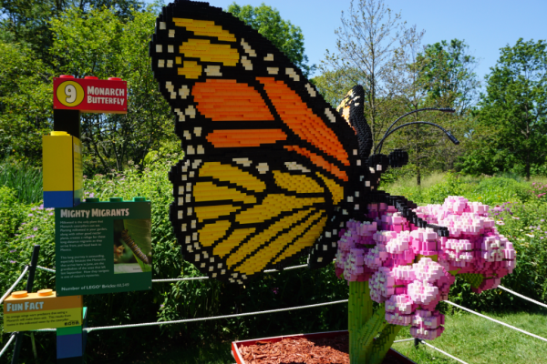 Ontario-royal botanical gardens-nature connects exhibit-monarch butterfly