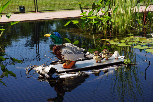 Ontario-royal botanical gardens-nature connects exhibit-ducks