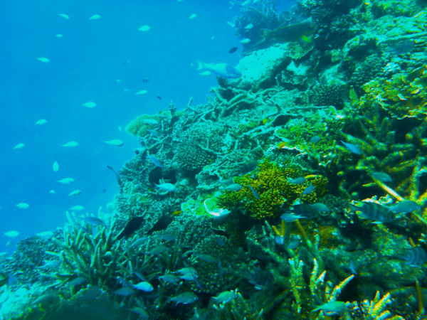australia-queensland-great barrier reef