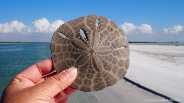 Florida-Shell-Island-seashell