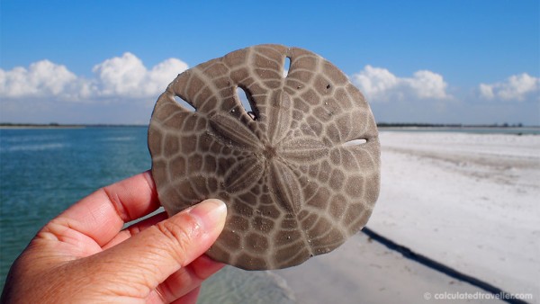 hand holding shell on beach by ocean with blue sky and fluffy white clouds.