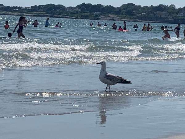 Newport-Rhode Island-beach