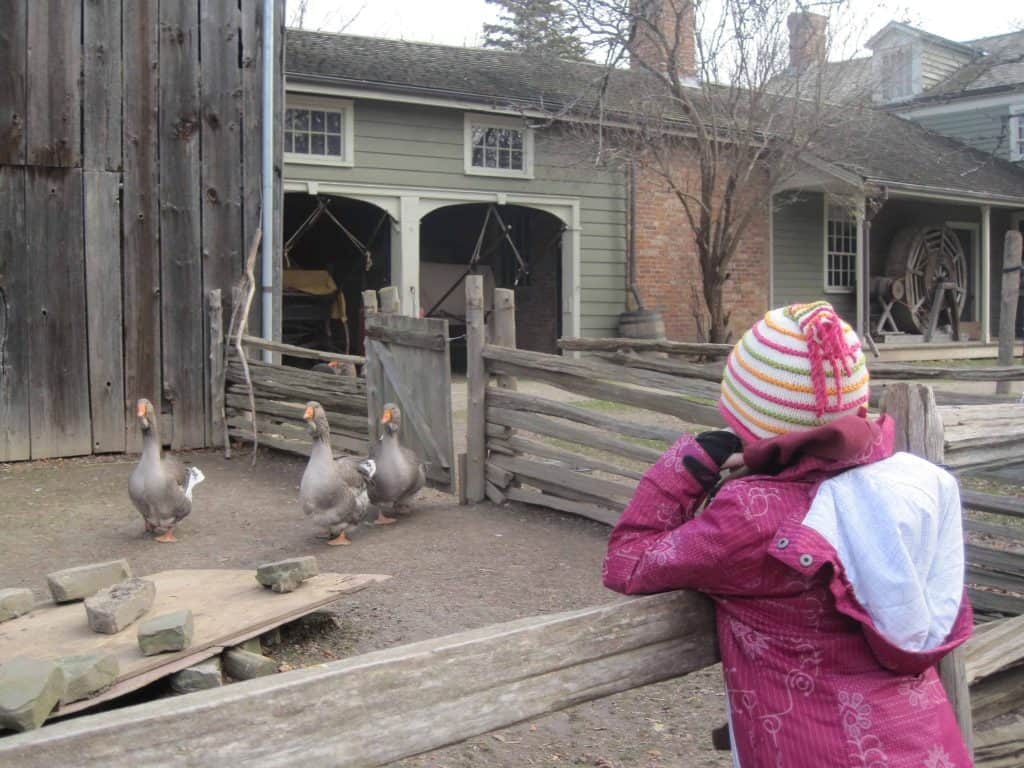 black creek pioneer village-girl watching geese in farmyard