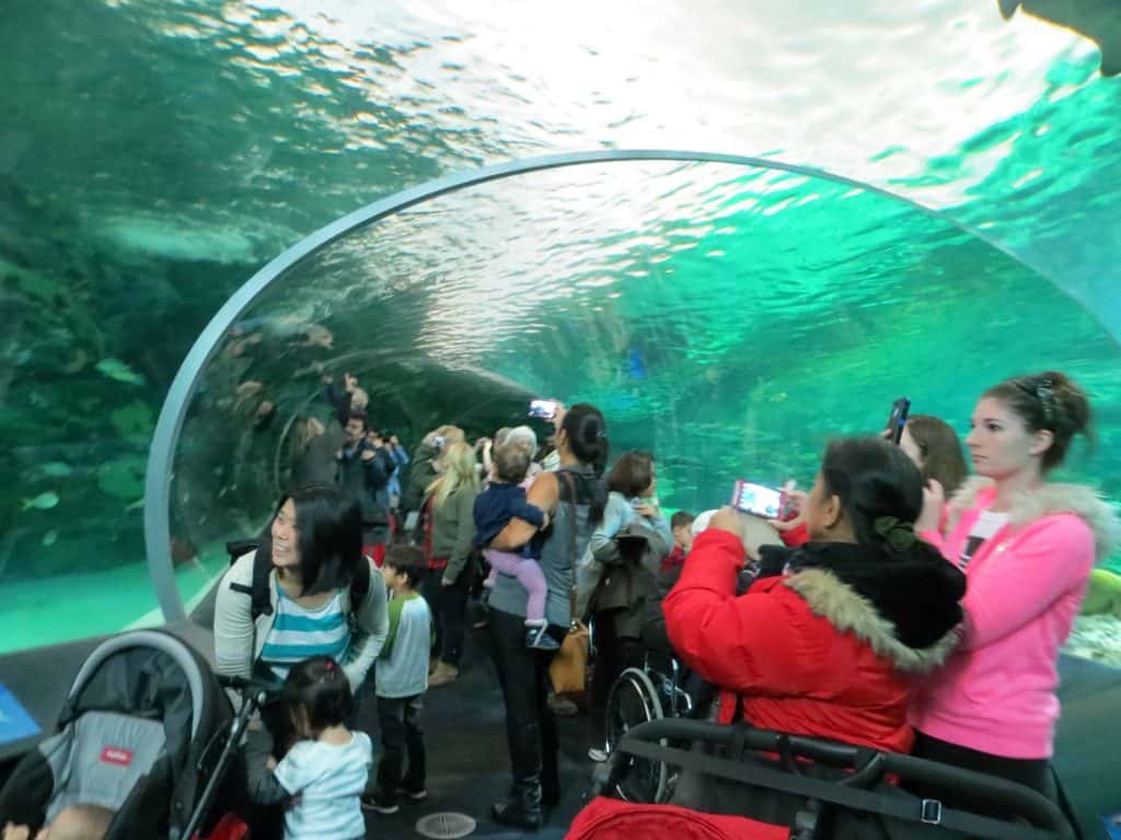 ripley's aquarium toronto-shark tunnel