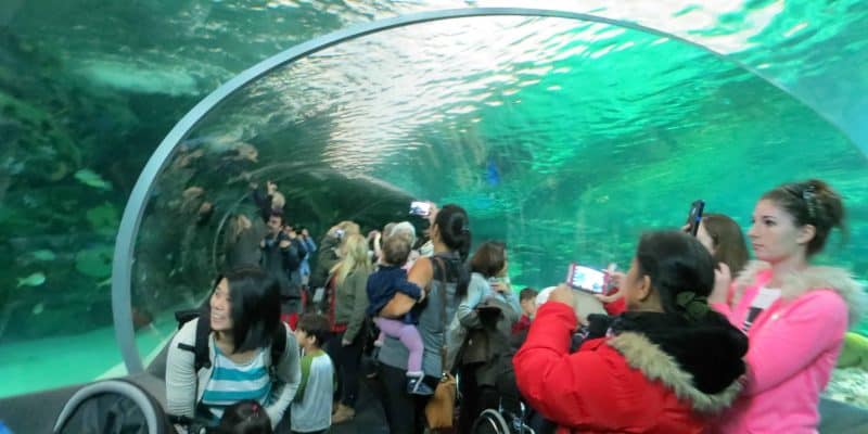 ripley's aquarium toronto-shark tunnel