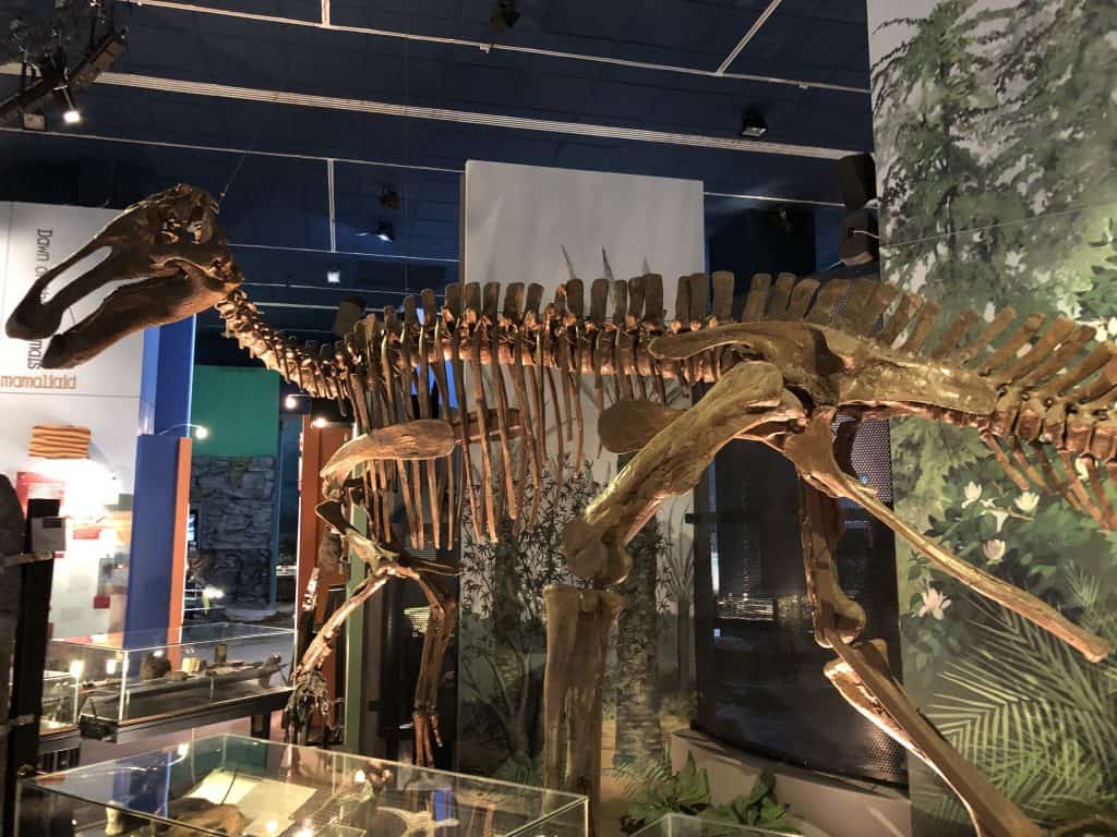 dinosaur at museum