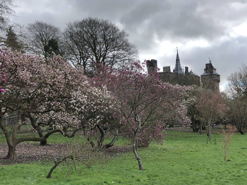 park with flowering trees and castle in background