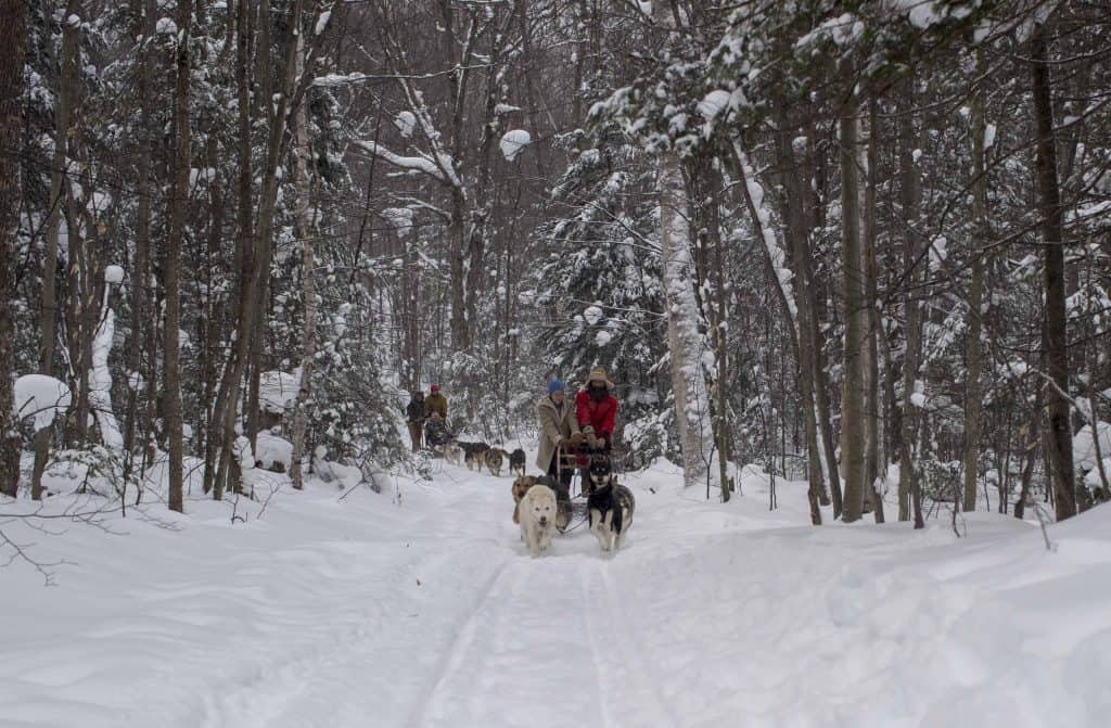 dog sledding through woods in snow