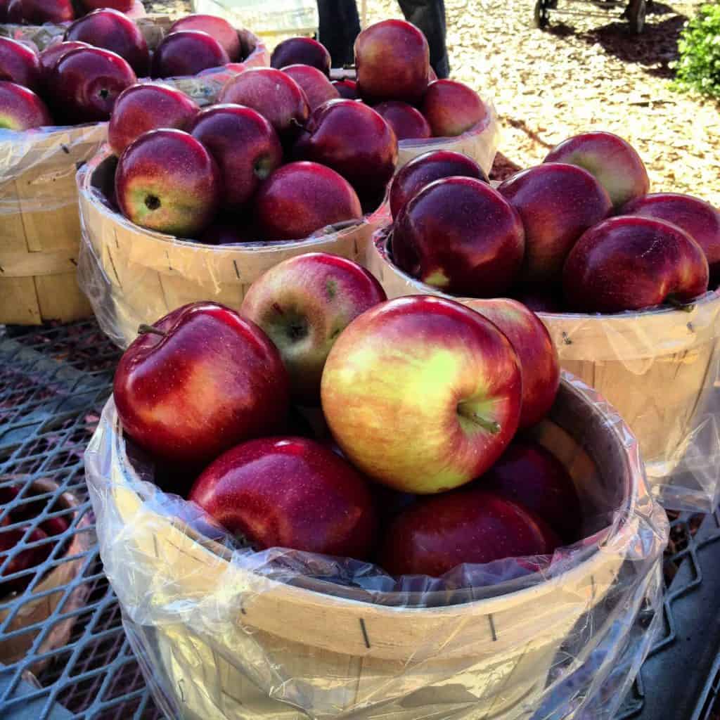 bushels of apples