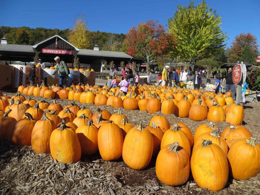 rows of pumpkins at springridge farm