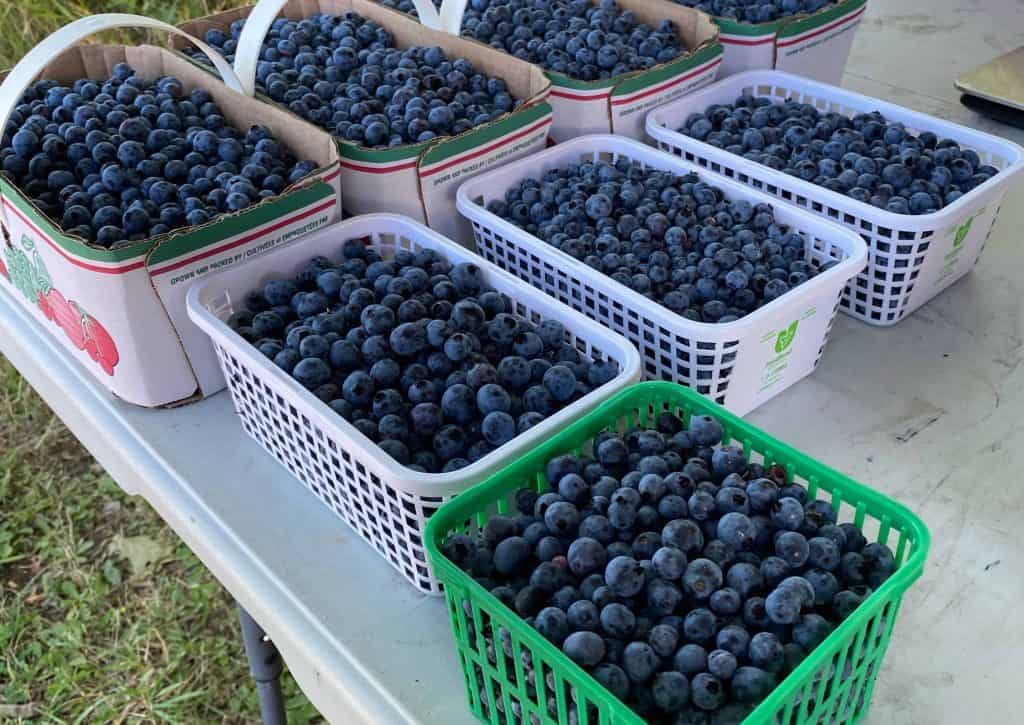 baskets of blueberries-kagawong market