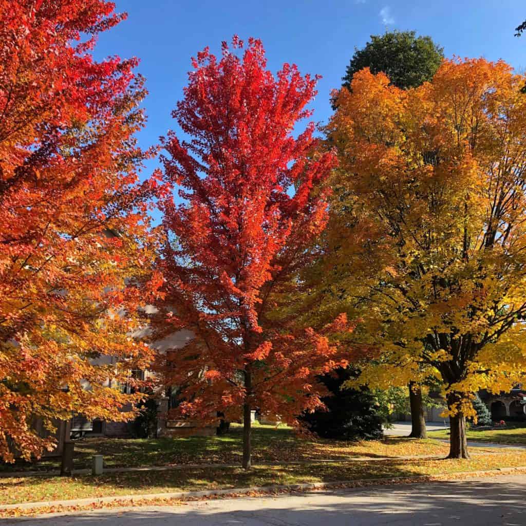 oakville-ontario-fall trees