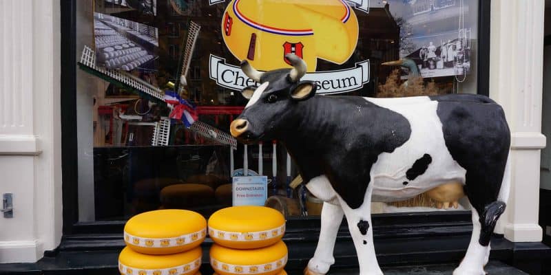 amsterdam cheese museum-entrance display-cow and blocks of cheese