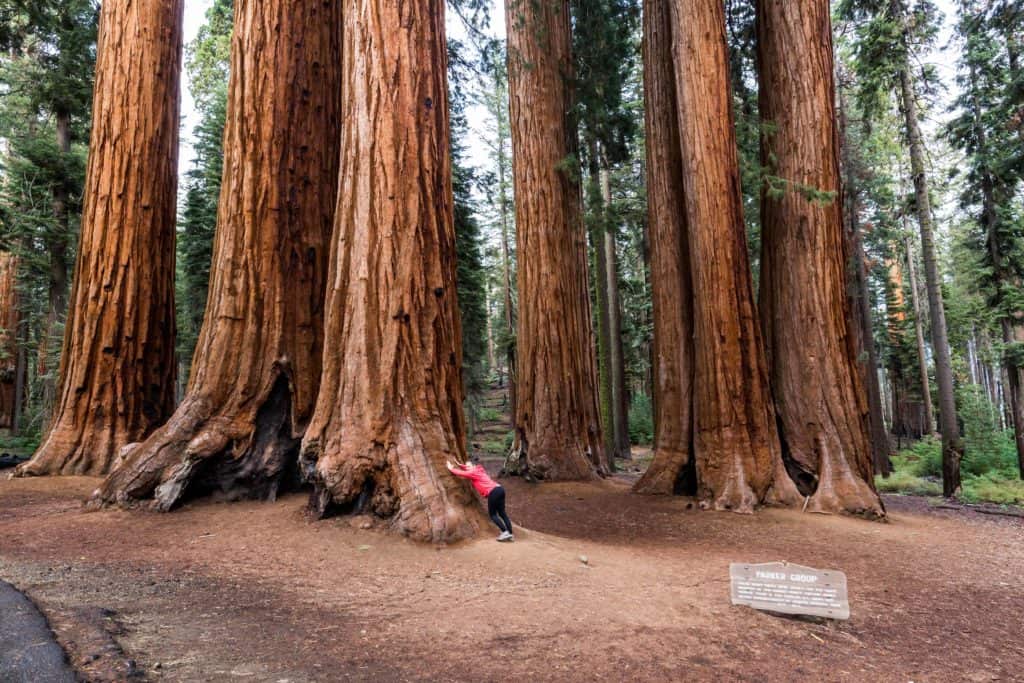 yosemite national park-girl with giant sequoias