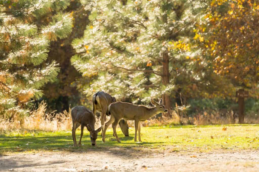 Deer in Yosemite National Park.