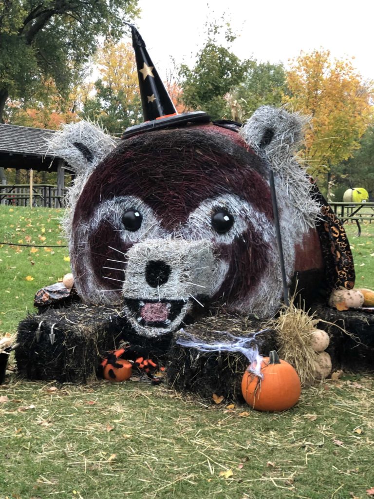 Fall decor at the Toronto Zoo - hay bale painted black and white to look like an animal with pumpkins scattered around.