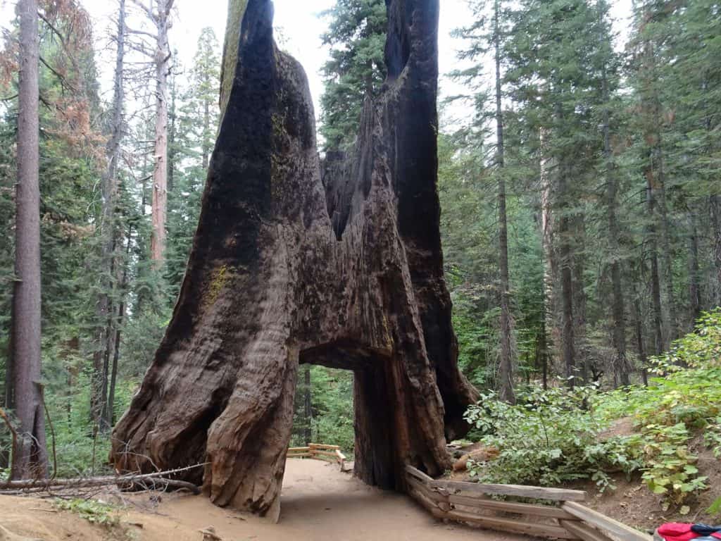 yosemite national park-giant sequoia with drive-through space