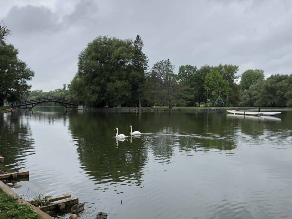 Two swans swimming on river in Stratford, Ontario.