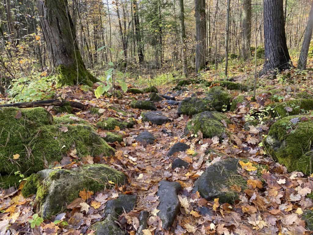 Moss-covered rocks and colour wet fall leaves on the ground amongst trees on Escarpment Trail at Crawford Lake.
