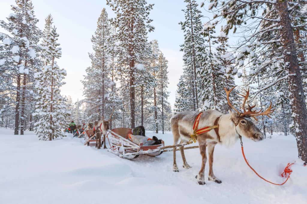 reindeer pulling sleighs in snow-finland