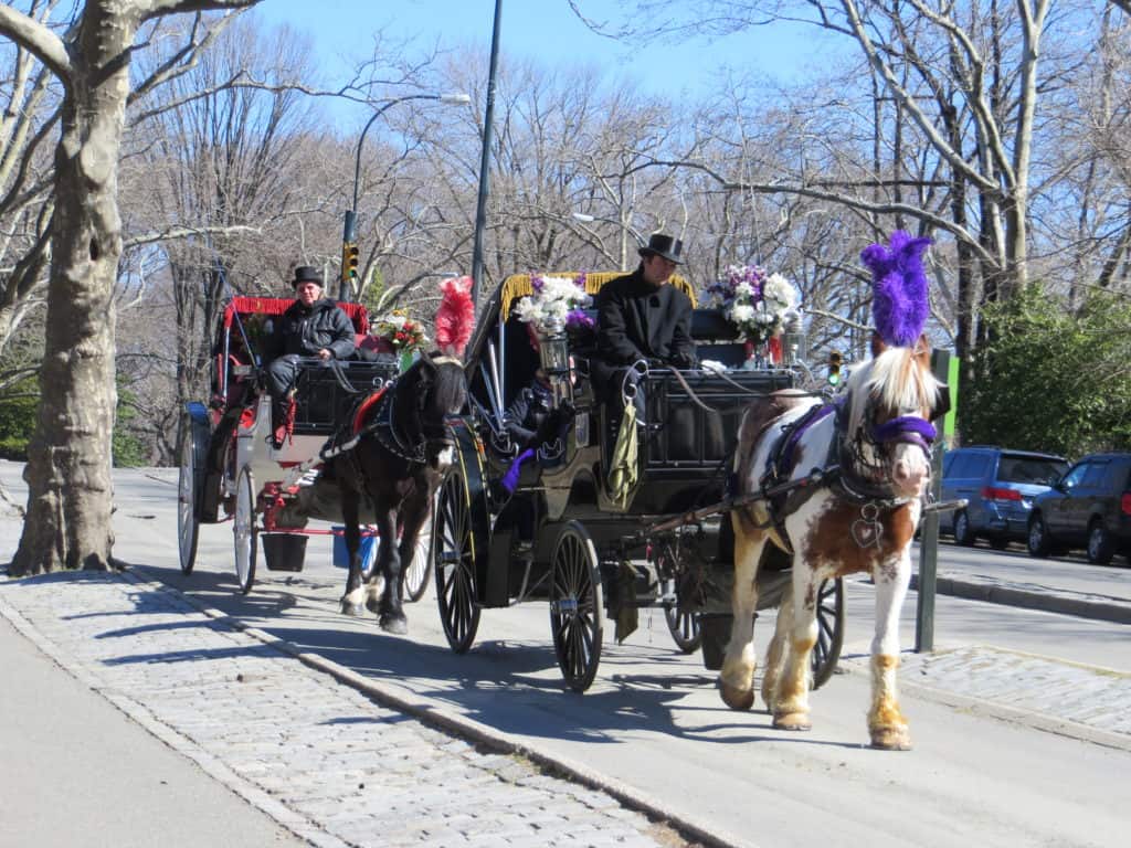 Two horse carriages riding through Central Park in New York City.