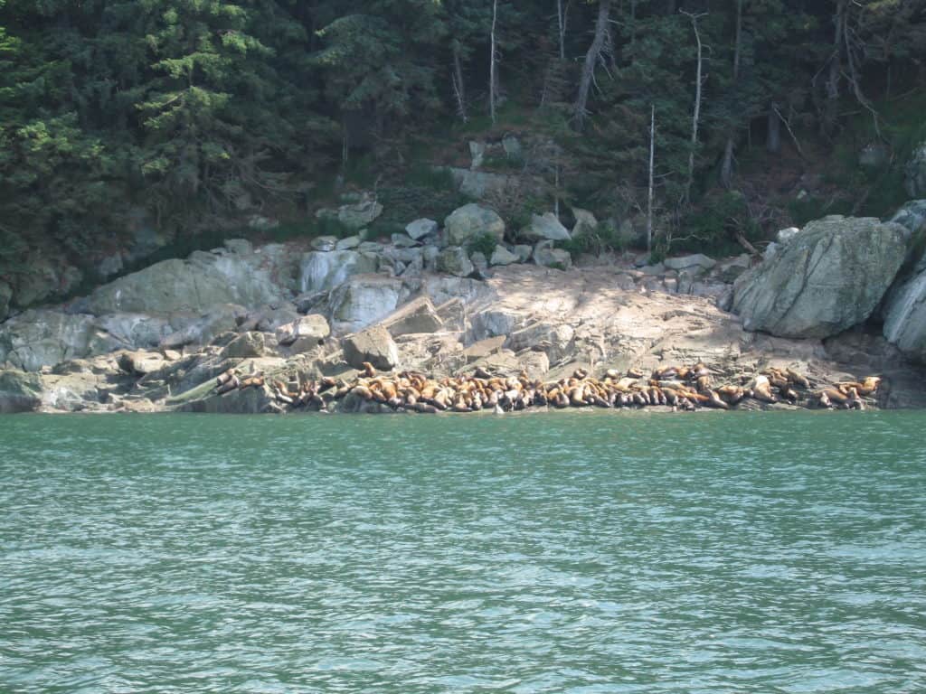 juneau-alaska-sea lions sunbathing on shore