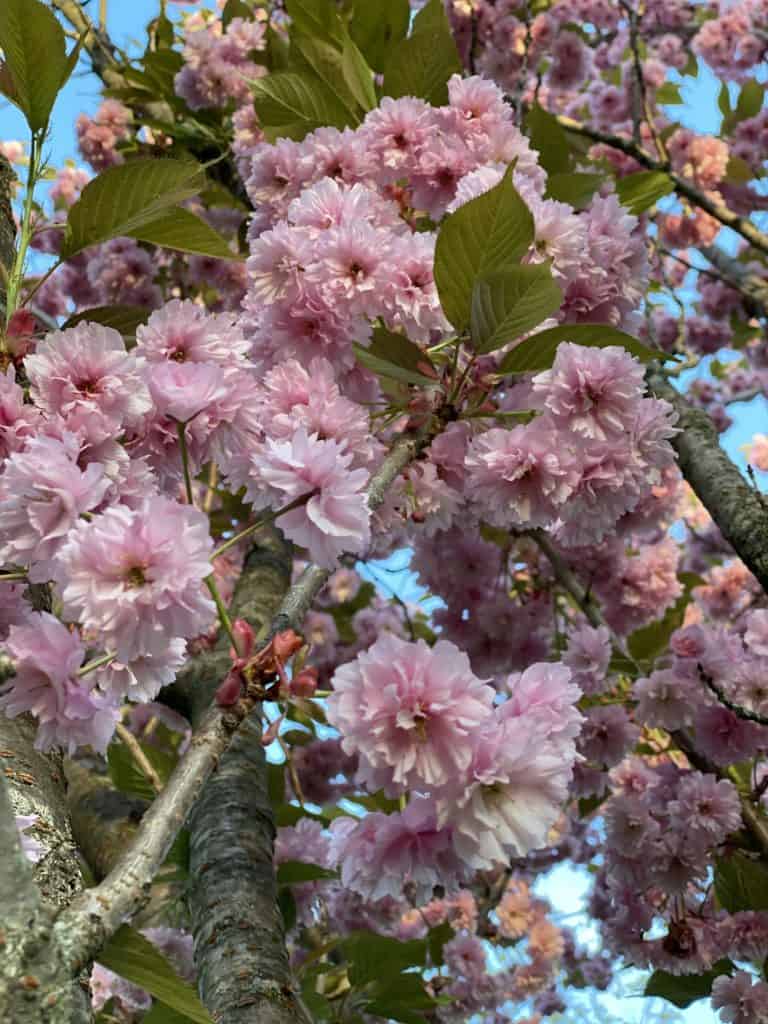 pink flower blossoms