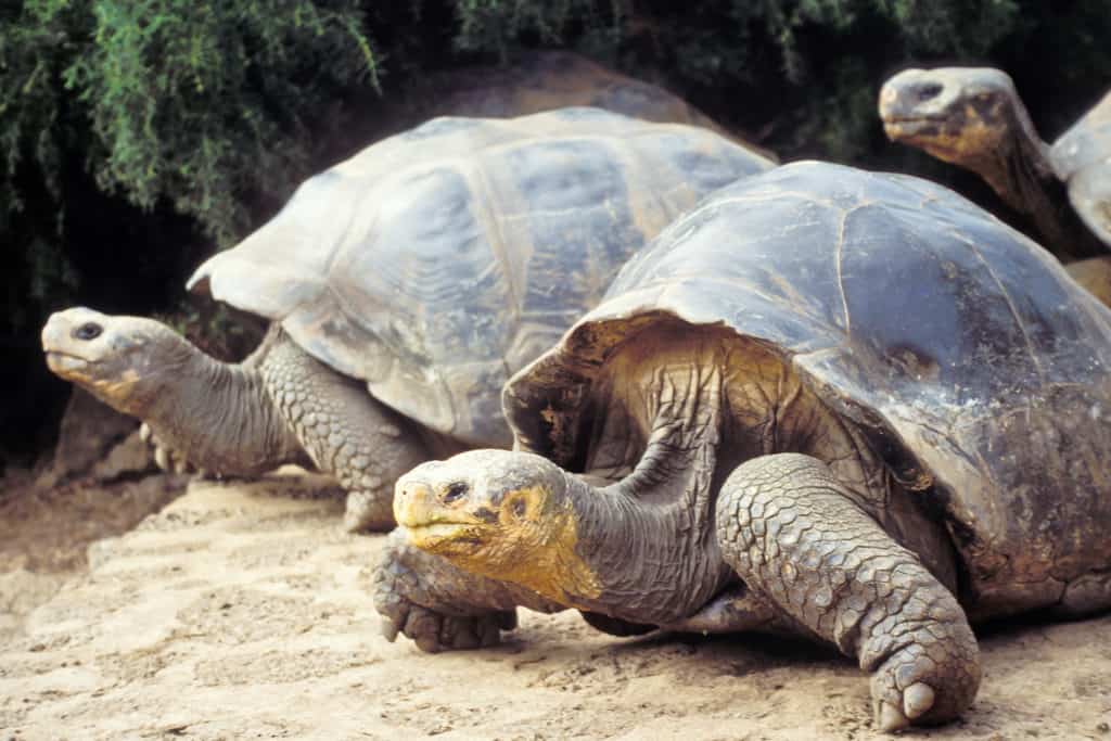 giant tortoise on galapagos islands