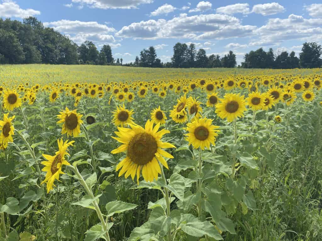 Field of sunflowers at Terre Bleu Lavender Farm.