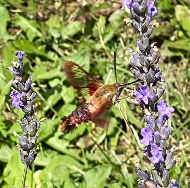 Hummingbird moth on lavender plants at Terre Bleu lavender farm.