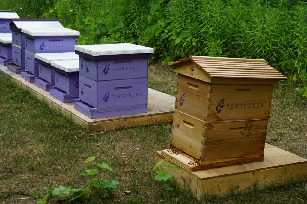 The apiary at Terre Bleu Lavender Farm - line of wooden structures for bees.