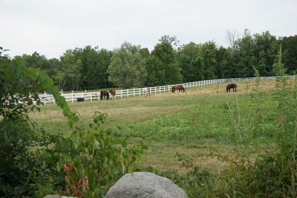 Horses grazing at Terre Bleu Lavender Farm