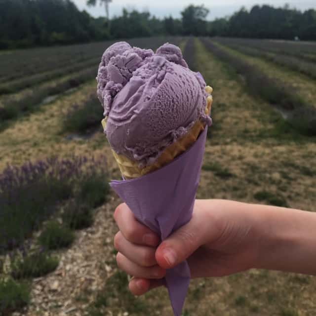 Holding a lavender ice cream cone with lavender fields in the background.