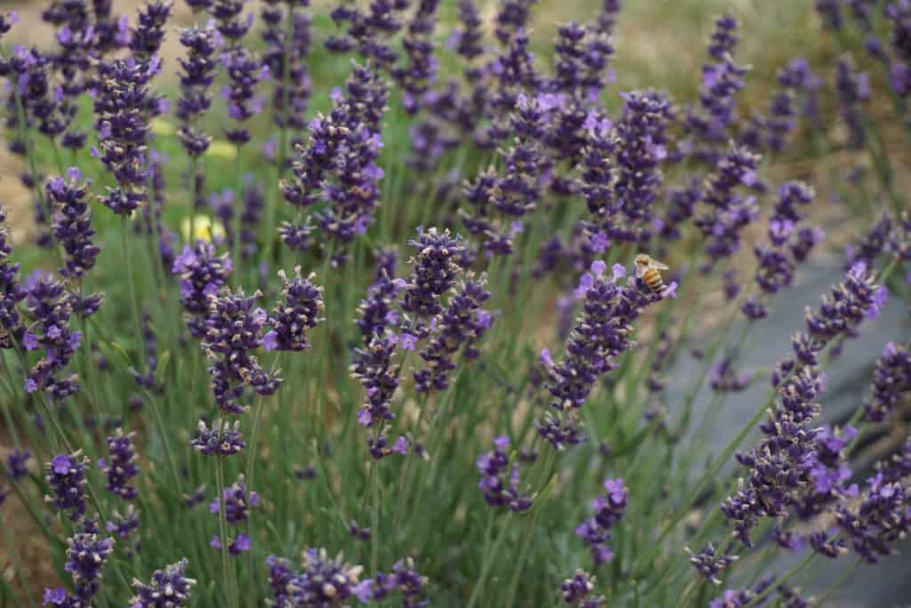 Bee on lavender plants at Terre Bleu lavender farm.
