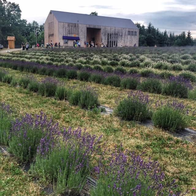 Fields of lavender at Terre Bleu Lavender Farm with barn in background.