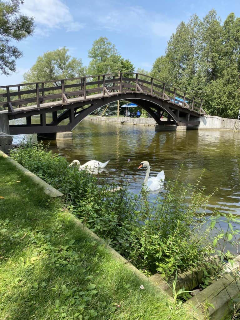 Swans swimming near a bridge on the Avon River in Stratford, Ontario.