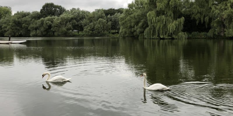 Two swans on the Avon River in Stratford.