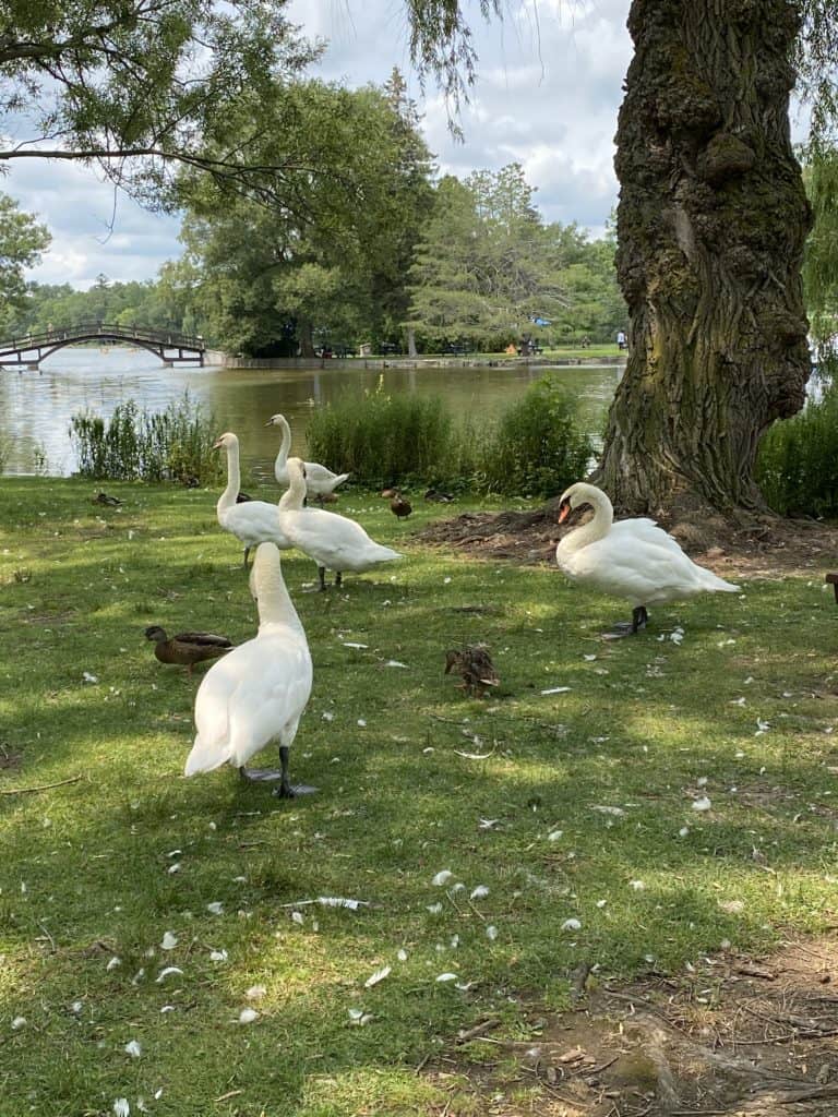 Group of swans and ducks by a tree on river bank in Stratford, Ontario with river and bridge in background.