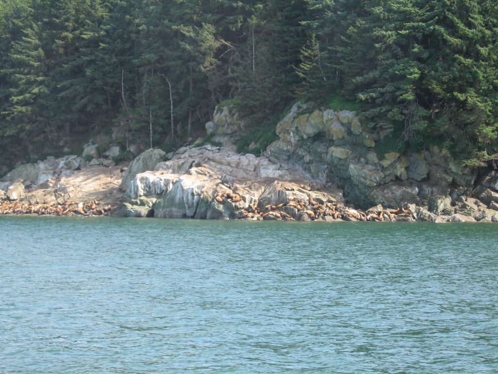 Steller sea lions on shore near Juneau, Alaska.