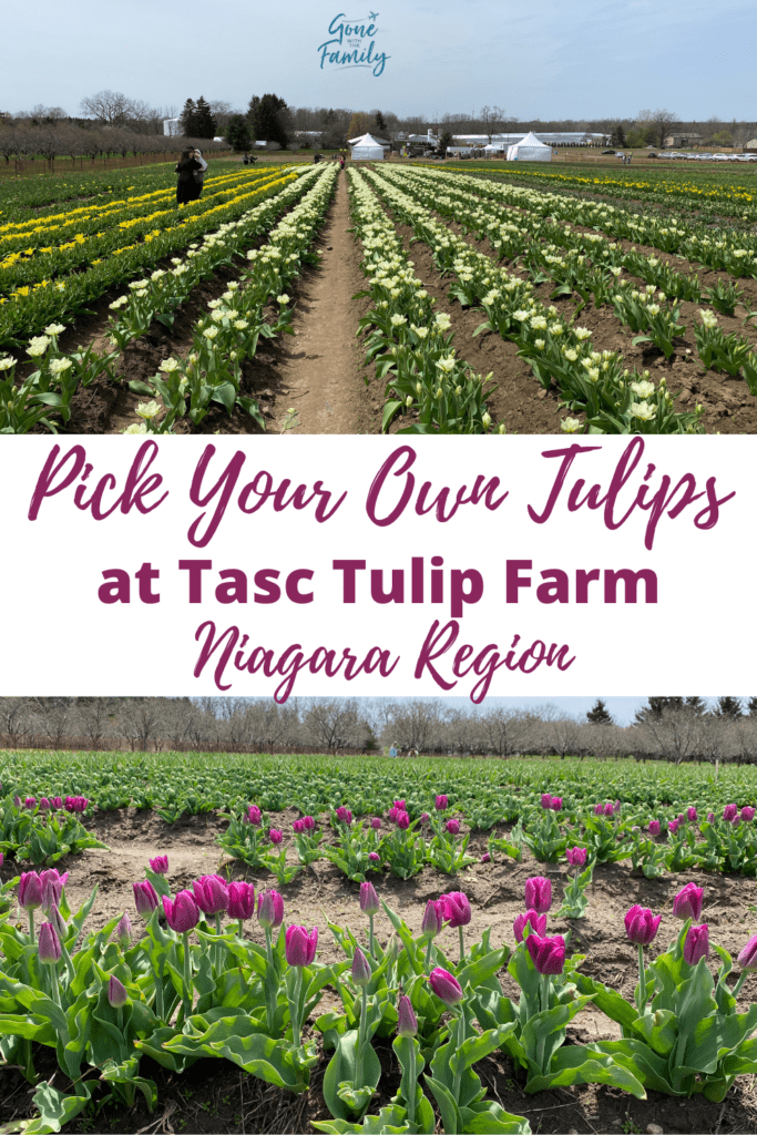 Pinterest Image for Pick Your Own Tulips at Tasc Tulip Farm Niagara Region.