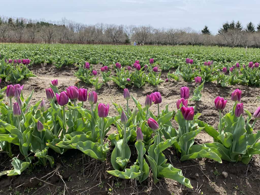 Purple tulips at Tasc Tulip Farm.