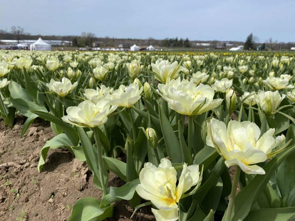 White tulips at Tasc Tulip Farm.