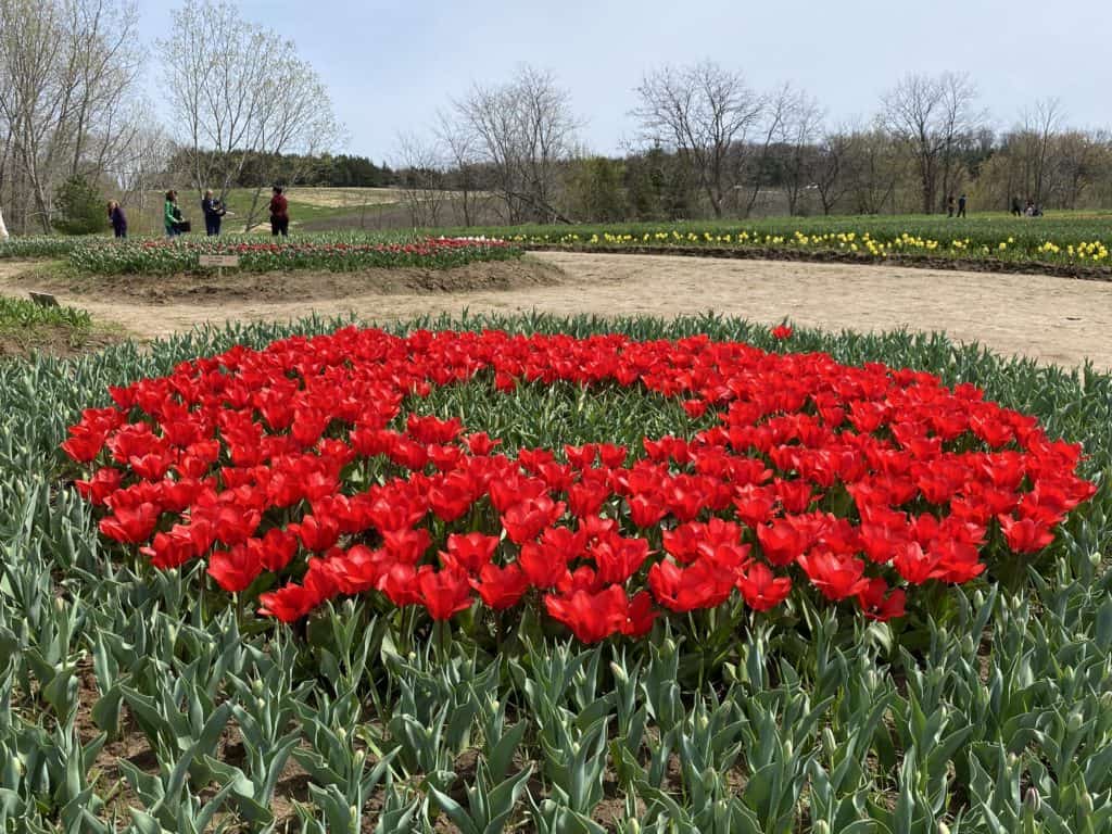 Circle of bright red tulips in garden at Tasc Tulip Farm.