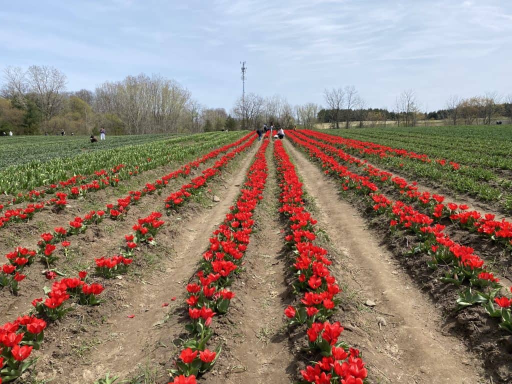 Rows of red tulips at Tasc Tulip Farm.