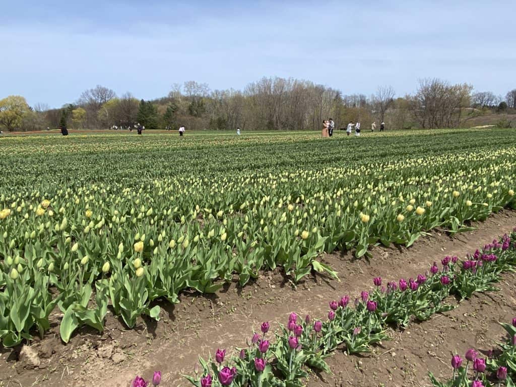 People in fields of tulips at Tasc Tulip Farm in Fenwick.