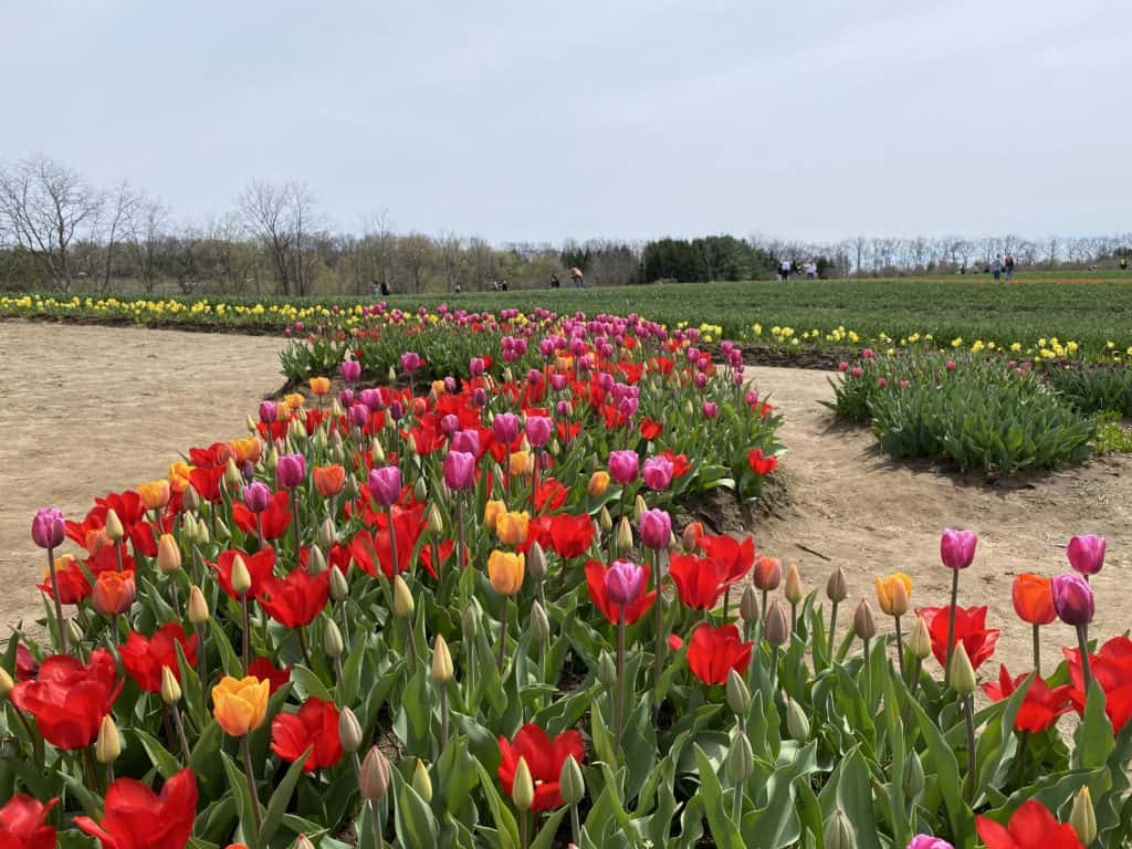 Multi-coloured tulips in S shaped garden at Tasc Tulip Farm.