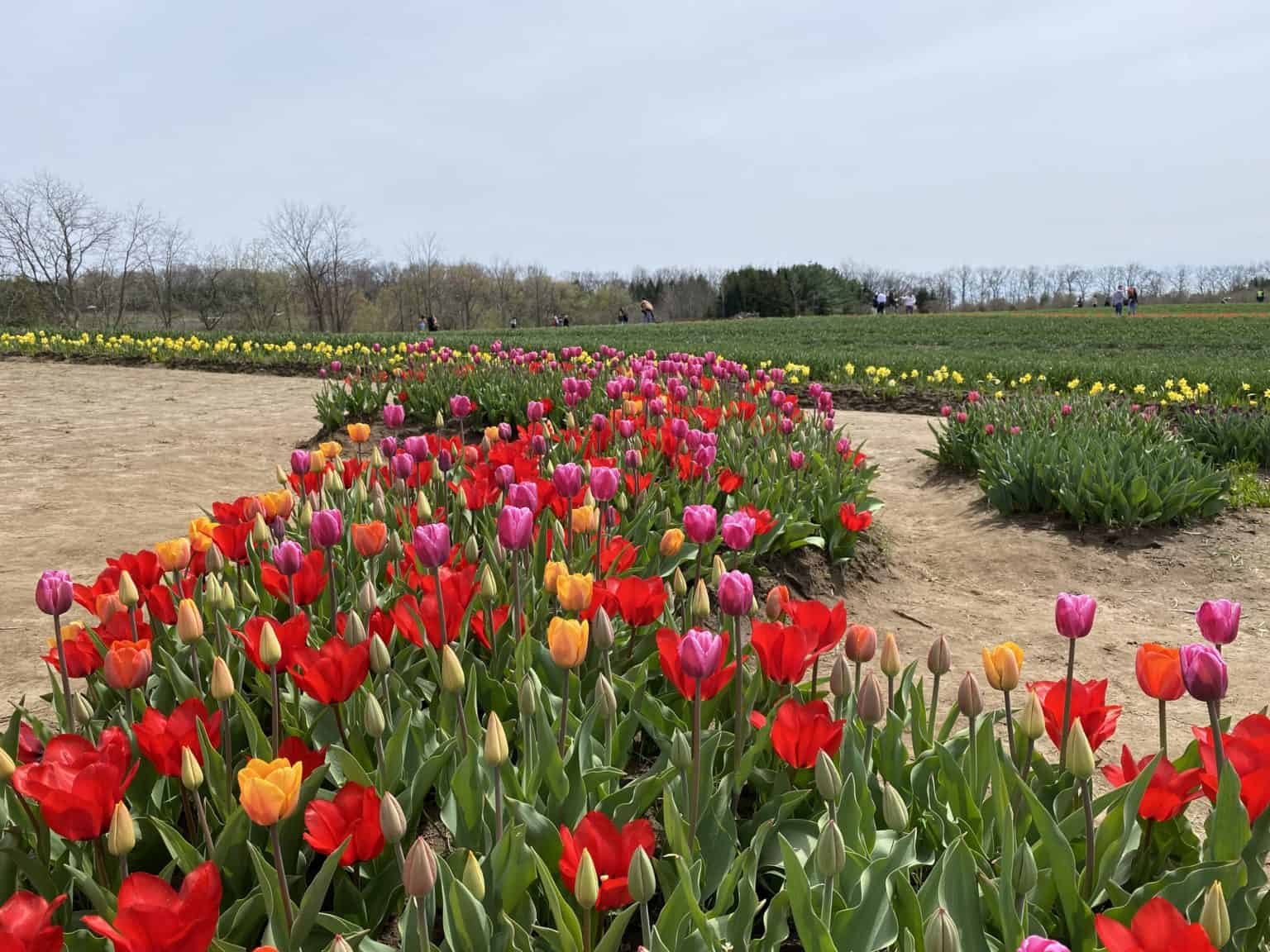 Celebrating Spring at Tasc Tulip Farm in the Niagara Region Gone With