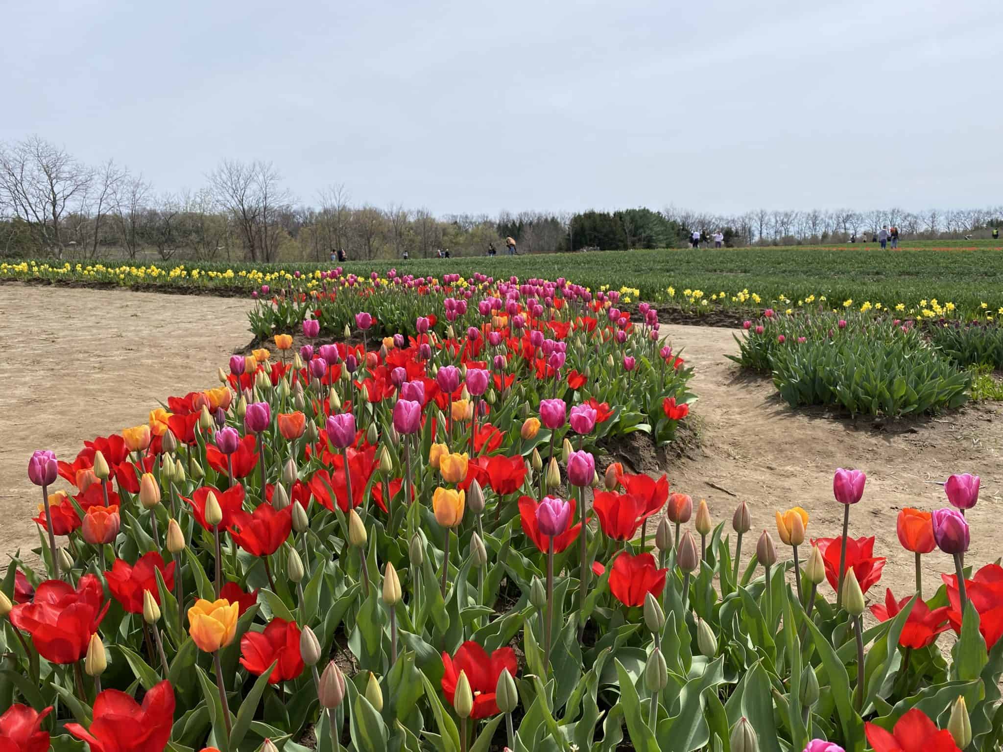 Celebrating Spring at Tasc Tulip Farm in the Niagara Region Gone With