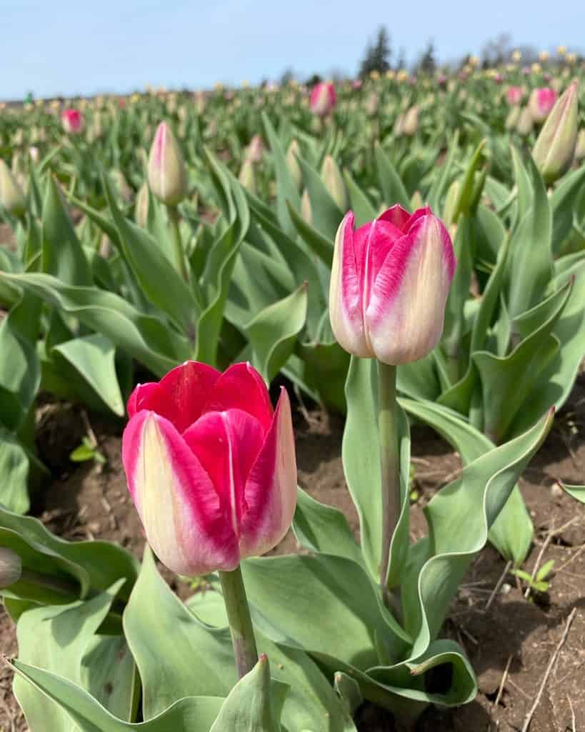 Close up of pink and white tulips at Tasc Tulip Farm.