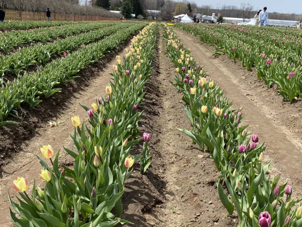 Rows of purple and yellow tulips at Tasc Tulip Farm.